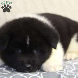 Archer, Akita Puppy